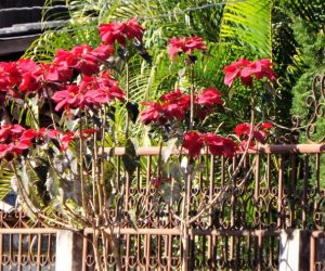 Flowers 2