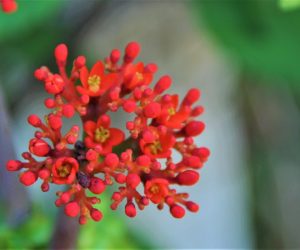 Flowers 3