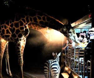 Night Safari 1