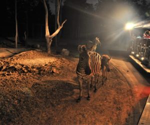 Night Safari 11