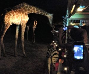 Night Safari 9