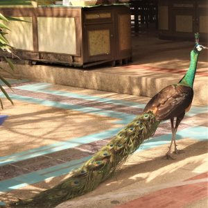 Paw Chang Park Resort 5