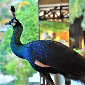 Paw Chang Park Resort